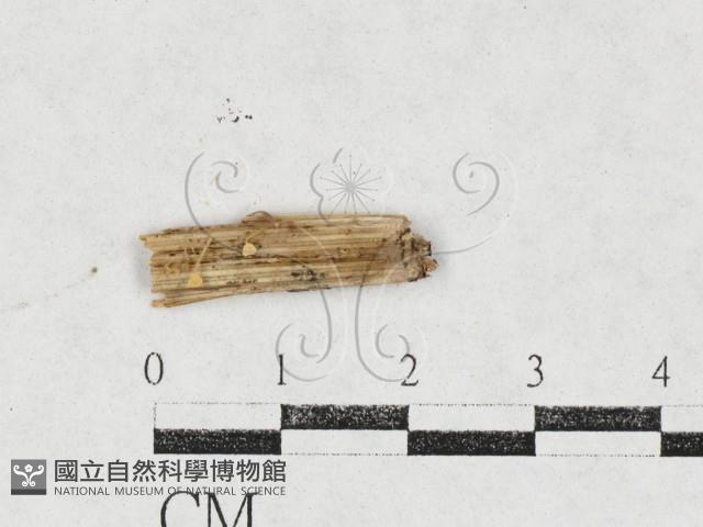 登錄號:F0027122藏品圖，第1張