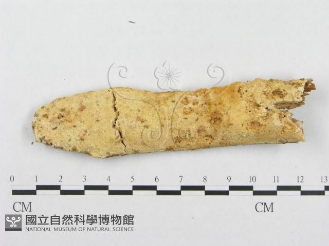 登錄號:F0007122藏品圖，第1張