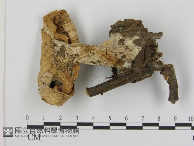 登錄號:F0017122藏品圖，第1張