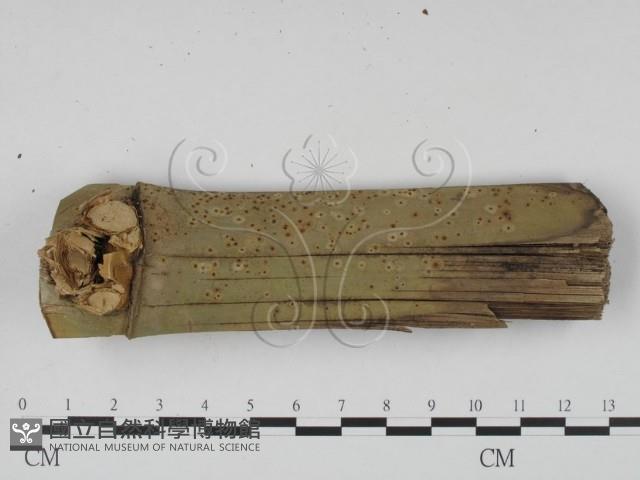 登錄號:F0005122藏品圖，第1張