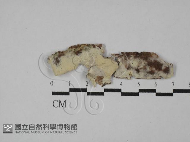 登錄號:F0029122藏品圖，第1張