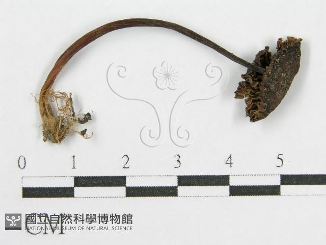 登錄號:F0019122藏品圖，第1張