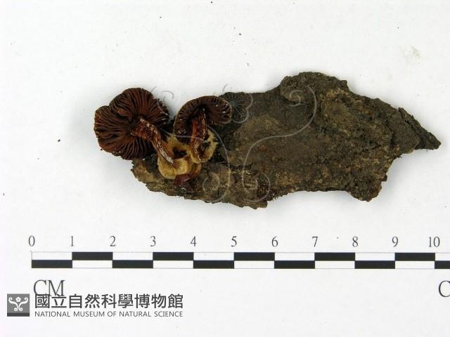 登錄號:F0023122藏品圖，第1張