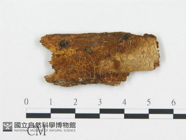 登錄號:F0003122藏品圖，第1張