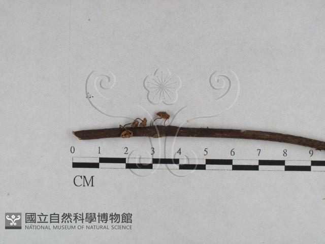 登錄號:F0013122藏品圖，第1張