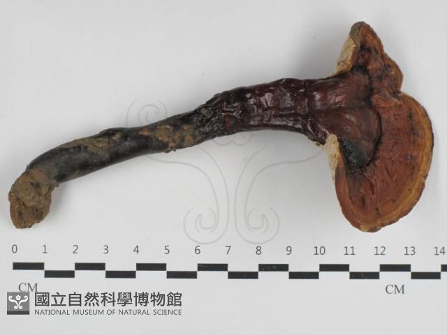 登錄號:F0033122藏品圖，第1張