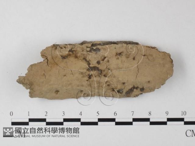 登錄號:F0020022藏品圖，第1張