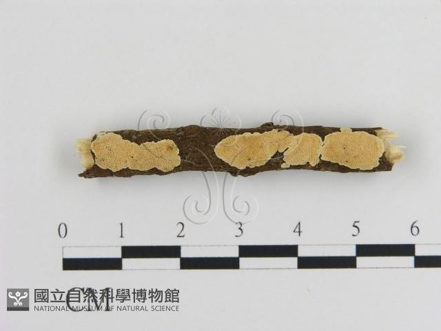 登錄號:F0010022藏品圖，第1張