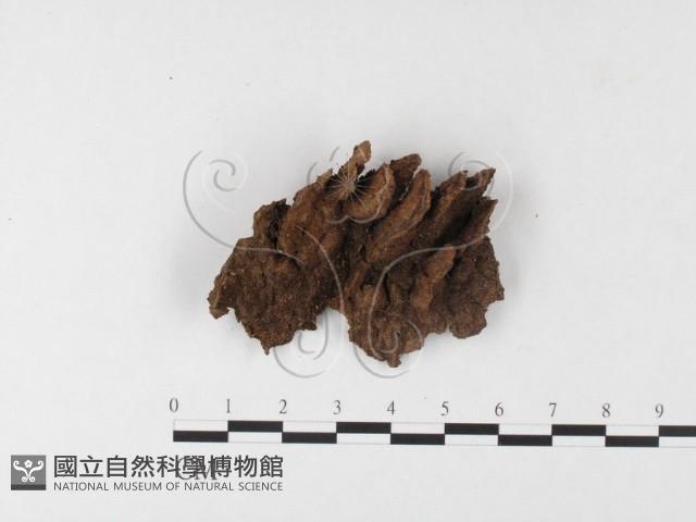 木層孔菌屬藏品圖，第1張