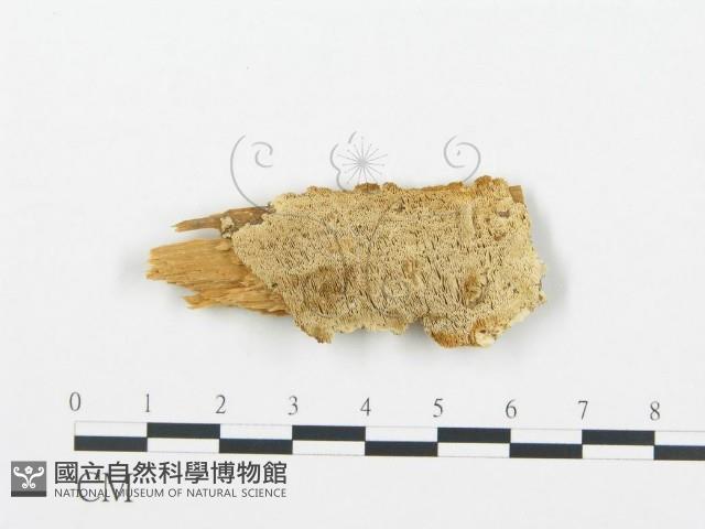 登錄號:F0006022藏品圖，第1張