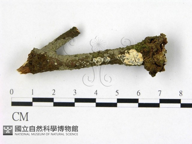 盤革菌屬藏品圖，第1張