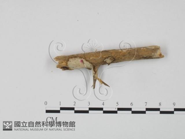 登錄號:F0004022藏品圖，第1張