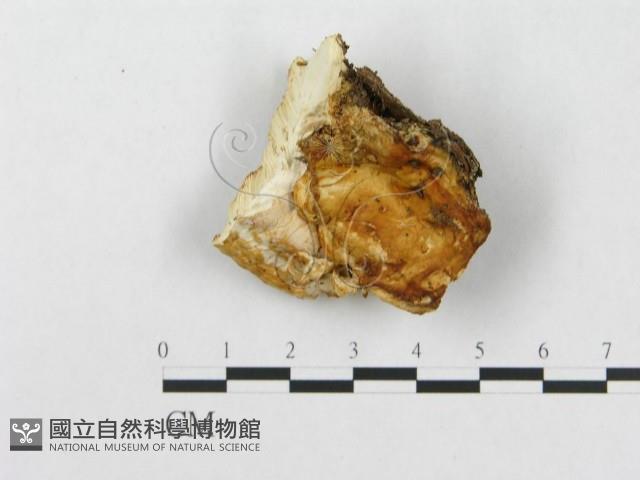 登錄號:F0014022藏品圖，第1張