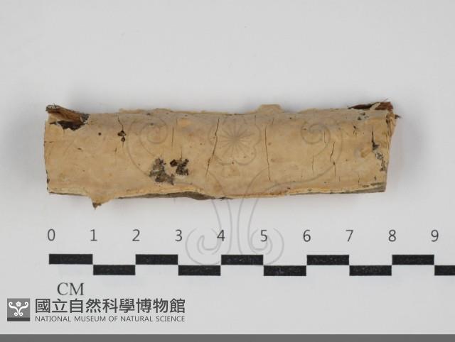 顯絲菌屬藏品圖，第1張