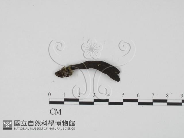 炭角菌屬藏品圖，第1張