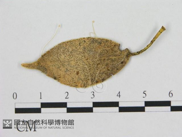 小皮傘屬藏品圖，第1張