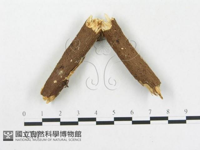 硬孔菌屬藏品圖，第1張