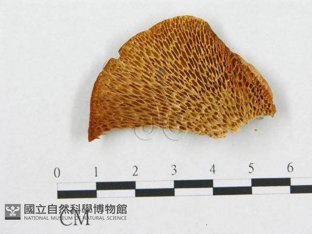 登錄號:F0007022藏品圖，第1張