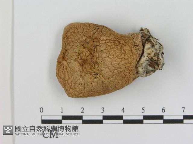 登錄號:F0017022藏品圖，第1張