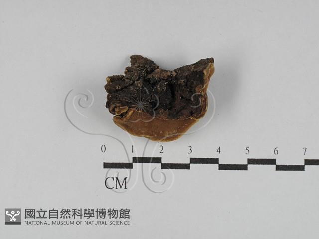 登錄號:F0025022藏品圖，第1張