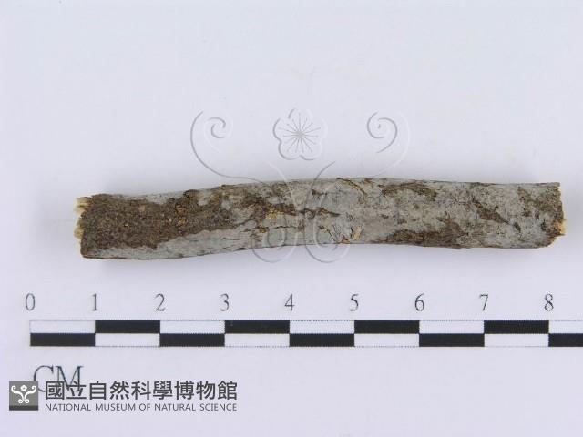 登錄號:F0015022藏品圖，第1張