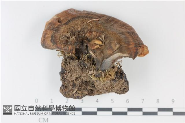 登錄號:F0035022藏品圖，第1張
