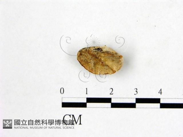 館號:F0019022藏品圖，第1張