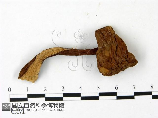 登錄號:F0023022藏品圖，第1張