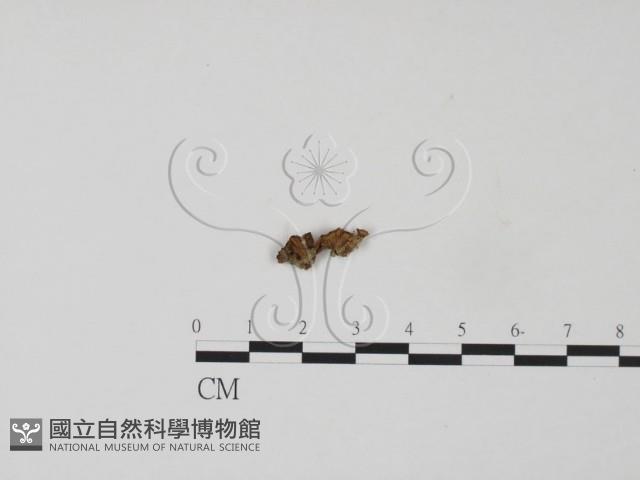 韌革菌屬藏品圖，第1張