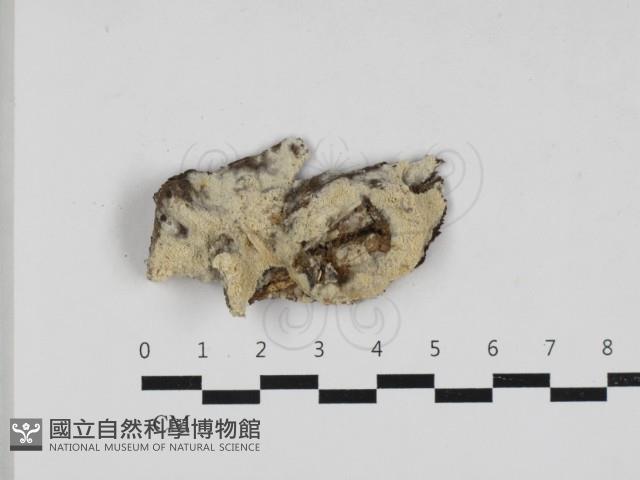 登錄號:F0033022藏品圖，第1張