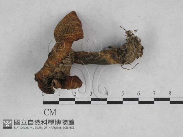 乳菇屬藏品圖，第1張