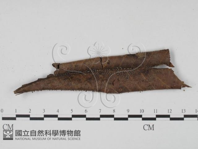 登錄號:F0008322藏品圖，第1張