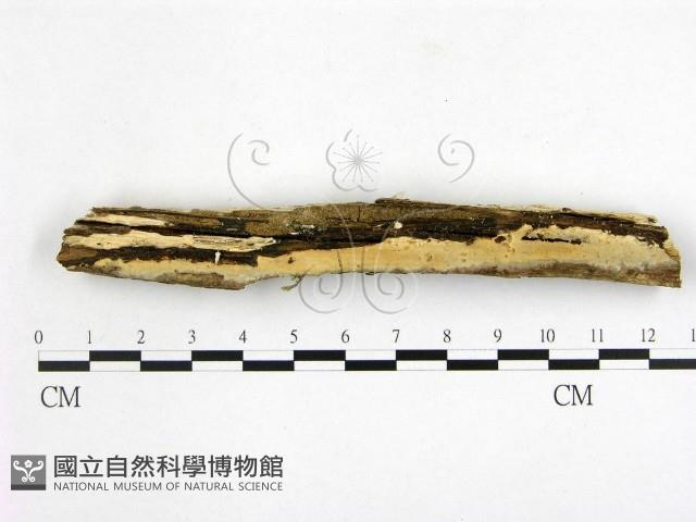 顯絲菌屬藏品圖，第1張