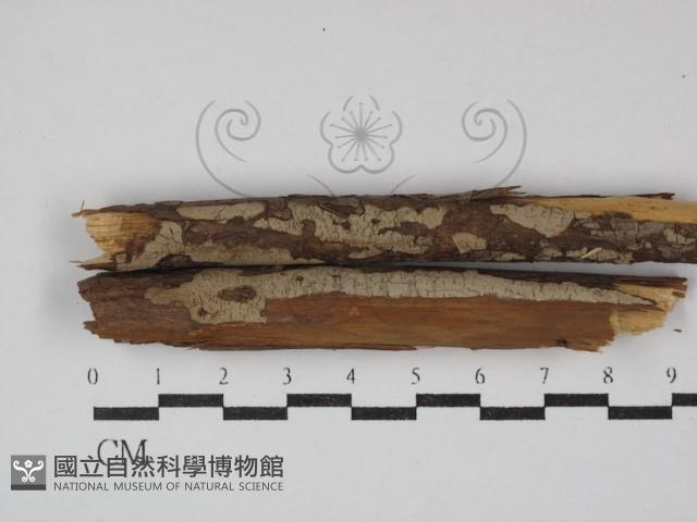 登錄號:F0000322藏品圖，第1張
