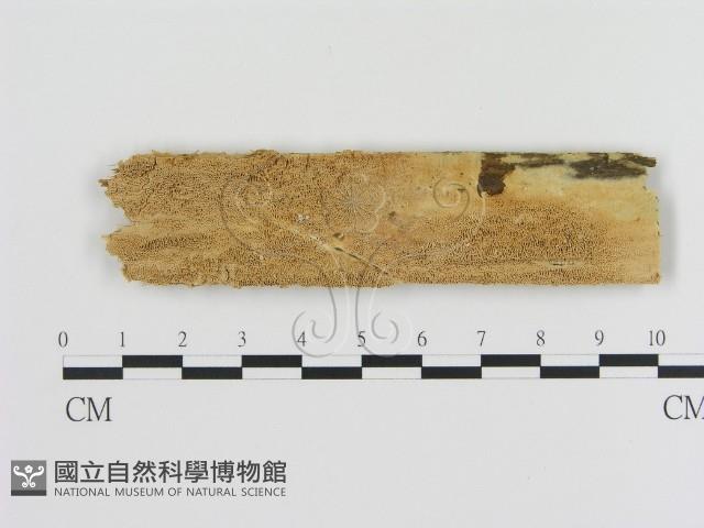 登錄號:F0010322藏品圖，第1張