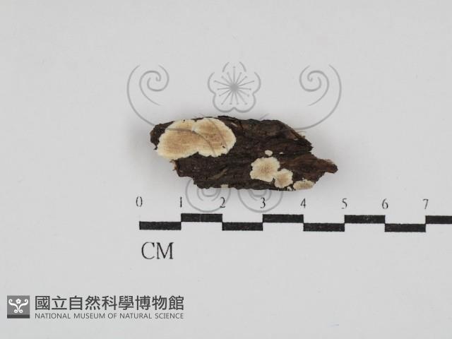 齒耳菌屬藏品圖，第1張