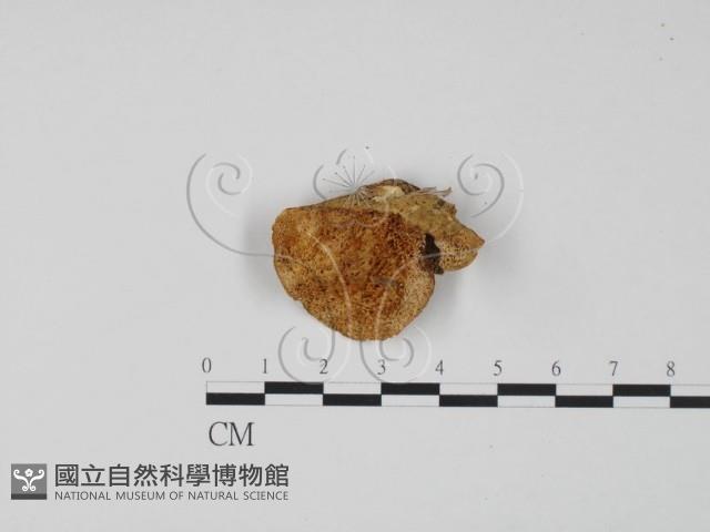 登錄號:F0006322藏品圖，第1張