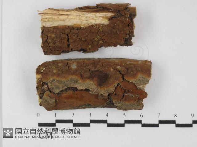 刺革菌屬藏品圖，第1張
