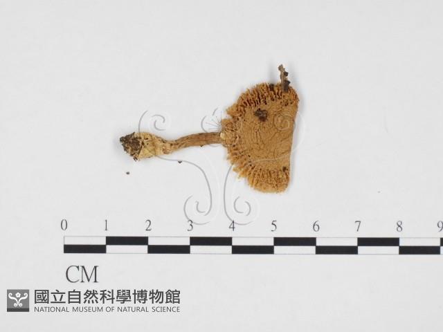 登錄號:F0024322藏品圖，第1張