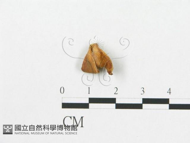 登錄號:F0004322藏品圖，第1張