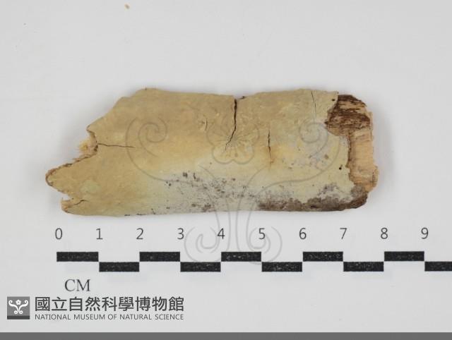 登錄號:F0034322藏品圖，第1張