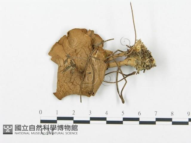 杯傘屬藏品圖，第1張