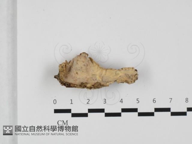 登錄號:F0032322藏品圖，第1張