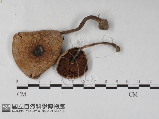 登錄號:F0027322藏品圖，第1張