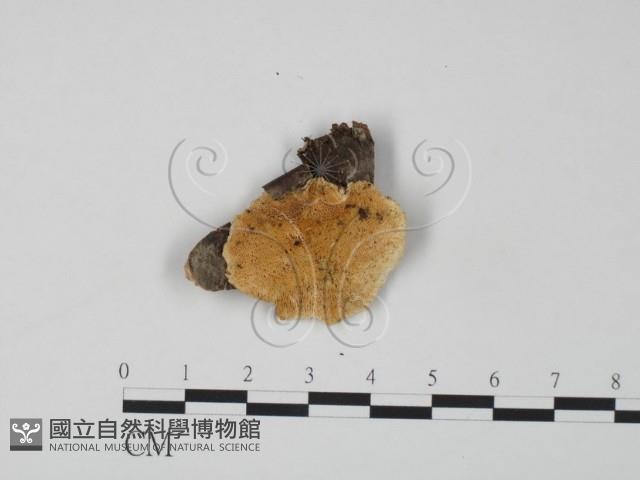 登錄號:F0017322藏品圖，第1張