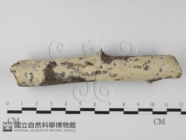 登錄號:F0025322藏品圖，第1張