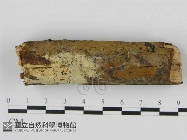 登錄號:F0005322藏品圖，第1張