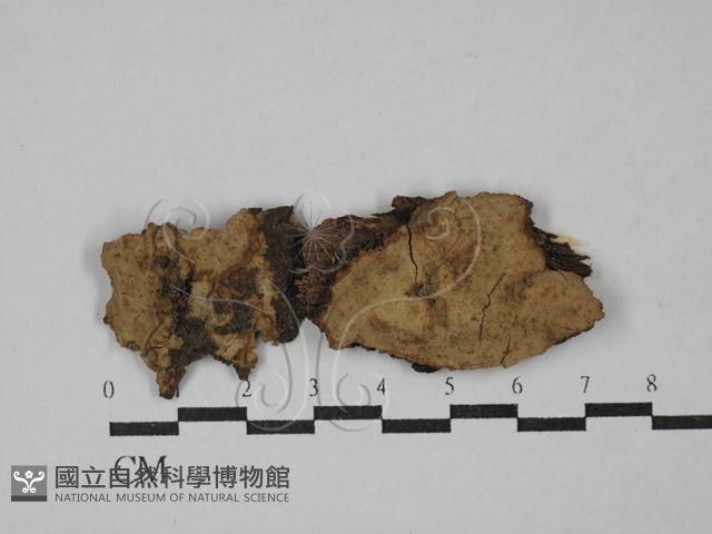 登錄號:F0029322藏品圖，第1張