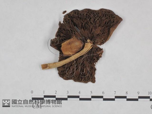 登錄號:F0023322藏品圖，第1張