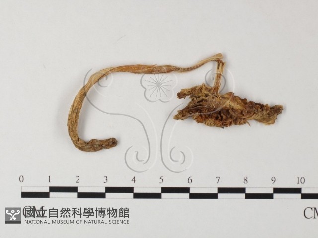 鵝膏屬藏品圖，第1張